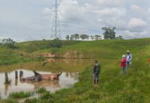 Investigan muerte de hipopótamo en lago de la antigua Hacienda Nápoles; Cornare ya tiene una hipótesis