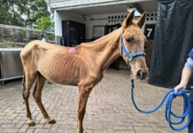 Vencedor, caballo rescatado en Rionegro, culminó su recuperación y tiene nuevo hogar