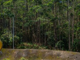 Inició la excavación del túnel Seminario 2 en la segunda etapa del Túnel de Oriente