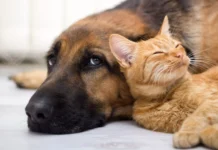 “Los animales están bajo custodia y reciben atención”, aclara la Alcaldía de Marinilla tras protestas