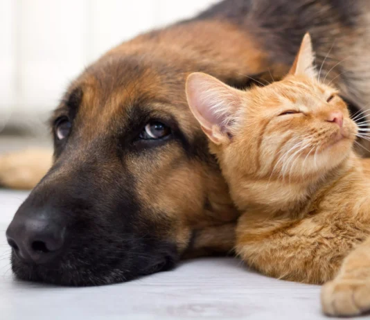 “Los animales están bajo custodia y reciben atención”, aclara la Alcaldía de Marinilla tras protestas