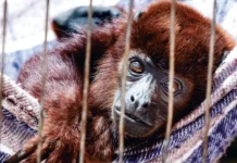 Más de 2.300 animales fueron víctimas del tráfico, atropellamientos y maltrato en Antioquia durante 2025