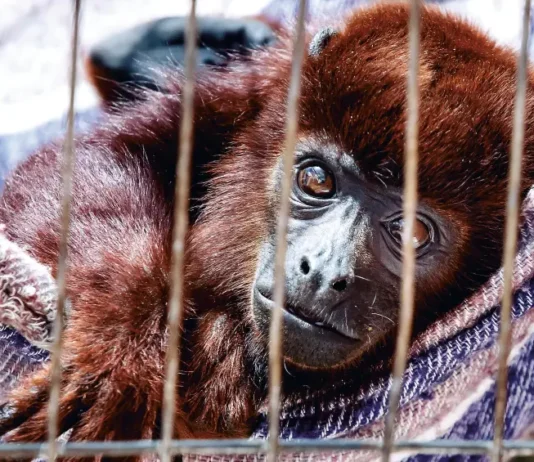 Más de 2.300 animales fueron víctimas del tráfico, atropellamientos y maltrato en Antioquia durante 2025