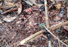 Ejército abate a presunto integrante de disidencias Farc y destruye minas antipersona en Anorí