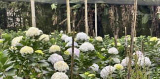 Floricultores del Oriente le apuestan a la productividad para frenar crisis por dólar bajo y la «secadera».