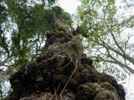 Ciencia aplicada al riesgo: Retirarán centenario árbol del parque de Cocorná tras hallazgo de pudrición interna