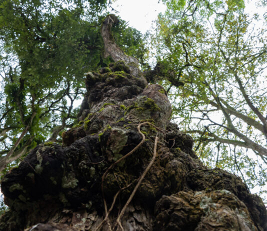 Ciencia aplicada al riesgo: Retirarán centenario árbol del parque de Cocorná tras hallazgo de pudrición interna
