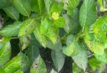 Cornare conmemoró el Día Mundial de los Humedales con jornadas académicas y educativas en la región.