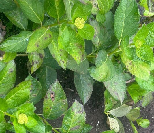 Cornare conmemoró el Día Mundial de los Humedales con jornadas académicas y educativas en la región.