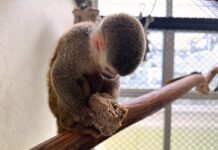 Condenado al cautiverio: Mono ardilla rescatado en Medellín no podrá regresar a la libertad