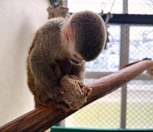 Condenado al cautiverio: Mono ardilla rescatado en Medellín no podrá regresar a la libertad