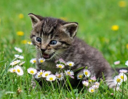 ¿Cómo inscribirse a las jornadas gratuitas de esterilización de perros y gatos en Rionegro?.