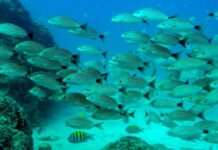 Alarma global por el descenso de biomasa marina: el calentamiento oceánico reduce un 20 % anual la cantidad de peces