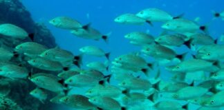 Alarma global por el descenso de biomasa marina: el calentamiento oceánico reduce un 20 % anual la cantidad de peces