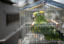 Rescate en Guarne: Incautan ocho aves silvestres que vivían en cautiverio hace una década