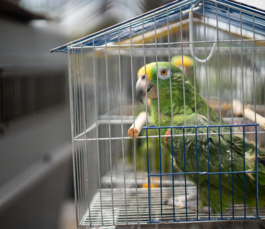 Rescate en Guarne: Incautan ocho aves silvestres que vivían en cautiverio hace una década