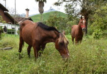 De Cartagena al Norte de Antioquia: Aurelio y Estampa encuentran un nuevo hogar en la UdeA