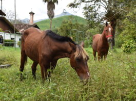 De Cartagena al Norte de Antioquia: Aurelio y Estampa encuentran un nuevo hogar en la UdeA
