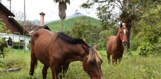 De Cartagena al Norte de Antioquia: Aurelio y Estampa encuentran un nuevo hogar en la UdeA
