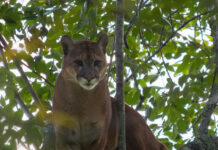 Puma en La Unión: Cornare confirma presencia de felino tras reportes de la comunidad
