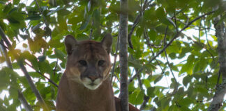 Puma en La Unión: Cornare confirma presencia de felino tras reportes de la comunidad