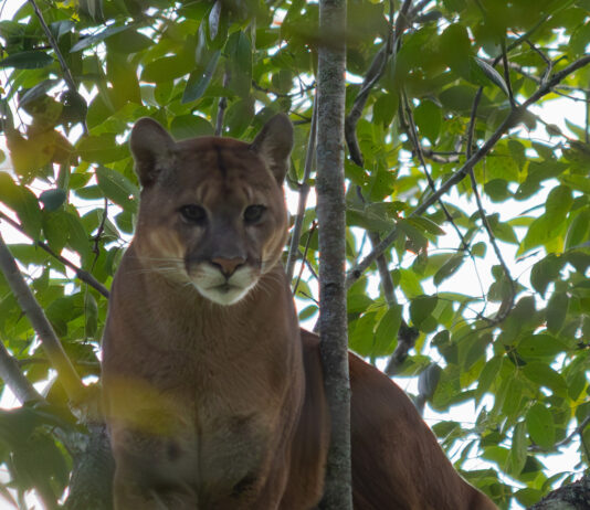Puma en La Unión: Cornare confirma presencia de felino tras reportes de la comunidad