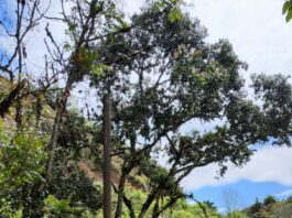 Indignación en Abejorral: vandalizan e iluminan con el robo de luminarias solares en la vía a Sonsón
