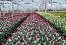 Crisis en el campo: 7 de cada 10 caficultores en Antioquia son víctimas de extorsión