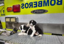 Rionegro refuerza su rescate: Bomberos reactivan la Unidad K9 con nuevos integrantes