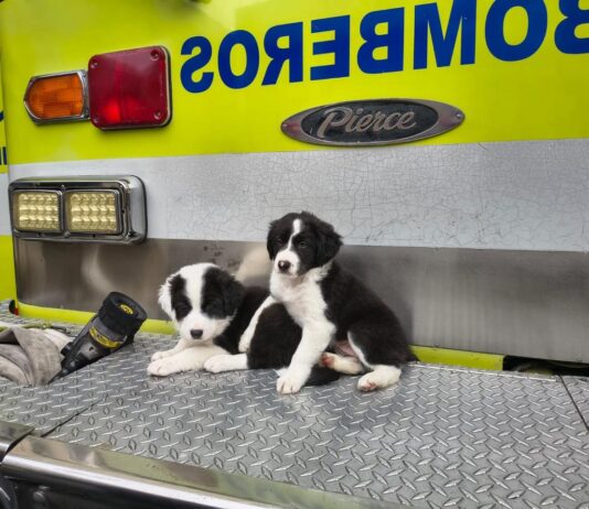 Rionegro refuerza su rescate: Bomberos reactivan la Unidad K9 con nuevos integrantes