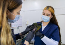 Aumentan ataques de mascotas a fauna silvestre en el Oriente antioqueño