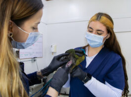 Aumentan ataques de mascotas a fauna silvestre en el Oriente antioqueño