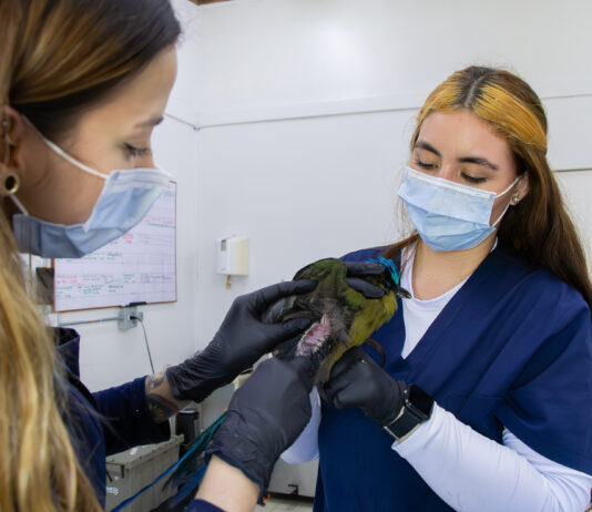 Aumentan ataques de mascotas a fauna silvestre en el Oriente antioqueño