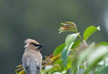 Rionegro, escenario de un avistamiento que no se veía desde hace décadas