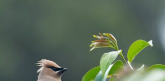 Rionegro, escenario de un avistamiento que no se veía desde hace décadas