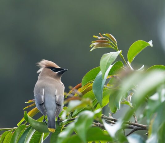 Rionegro, escenario de un avistamiento que no se veía desde hace décadas