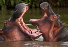 Colombia aprueba eutanasia como solución al problema de hipopótamos invasores