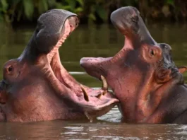 Colombia aprueba eutanasia como solución al problema de hipopótamos invasores