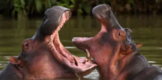 Colombia aprueba eutanasia como solución al problema de hipopótamos invasores