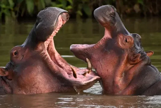 Colombia aprueba eutanasia como solución al problema de hipopótamos invasores
