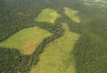 Amazonía colombiana: alertan pérdida de 2,5 millones de hectáreas y proponen hoja de ruta para evitar el punto de no retorno