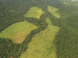 Amazonía colombiana: alertan pérdida de 2,5 millones de hectáreas y proponen hoja de ruta para evitar el punto de no retorno