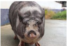 Cinco cerditos buscan hogar en Medellín: Cábala lleva dos años esperando adopción