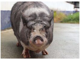 Cinco cerditos buscan hogar en Medellín: Cábala lleva dos años esperando adopción