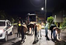 Autoridades intensifican controles por caballos sueltos en El Carmen de Viboral