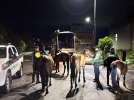 Autoridades intensifican controles por caballos sueltos en El Carmen de Viboral