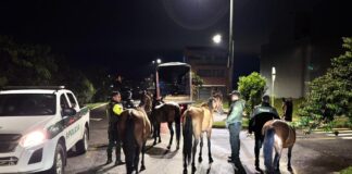 Autoridades intensifican controles por caballos sueltos en El Carmen de Viboral