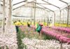Antioquia superó los 65 millones de dólares en exportación de flores para el Día de la Madre