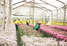 Antioquia superó los 65 millones de dólares en exportación de flores para el Día de la Madre