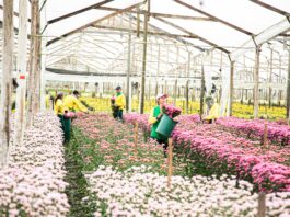Antioquia superó los 65 millones de dólares en exportación de flores para el Día de la Madre